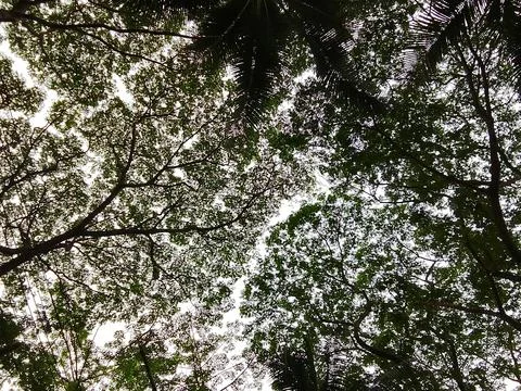 Abstract view of tree branches and leaves silhouetted against a bright sky Stock Photos