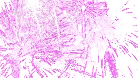 Abstract Violet Firework Background on White Video stock 131331914