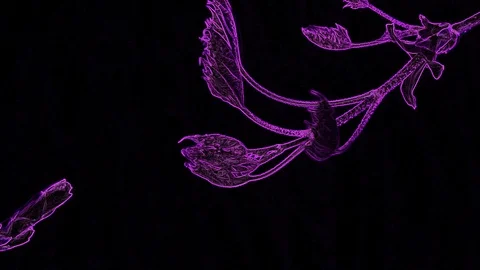Abstract Violet Leaf on a Black Background Stock Footage 129288958