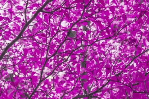 Abstract violet leaf Stock Photos