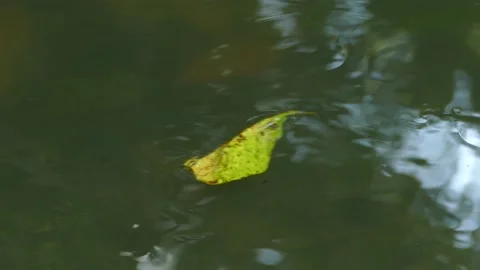 ,Abstract vision of floating machine on water natural shape close up Stock Footage 151044815