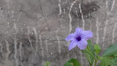 Abstract Wall with Flower Video stock 243002096