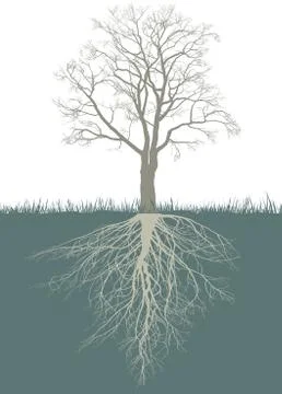 Abstract walnut tree with roots Stock Illustration