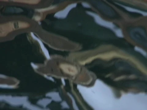 Abstract Water 3 Vídeo Stock 356537