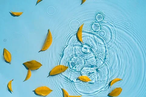 Abstract water background with leaf fall, to copy space Autumn and rain conce Stock Photos