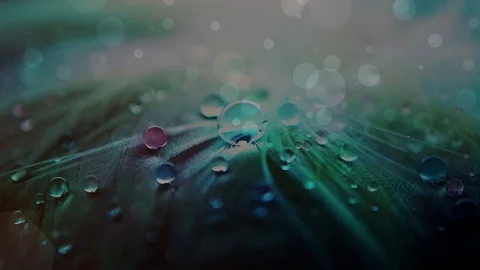 Abstract Water Droplets Stock Footage