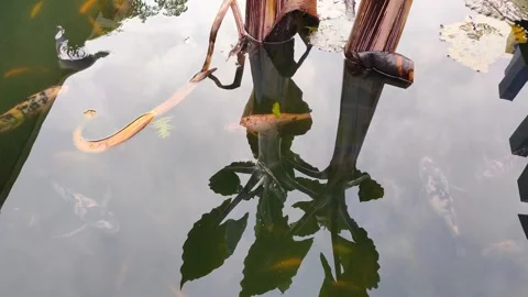 Abstract Water Reflections: Koi Fish &amp; Tropical Plants Stock Footage 312194990