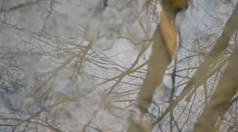 Abstract water surface background with tree branch reflections Stock Footage 46352976