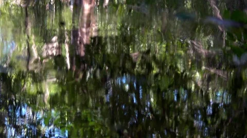 Abstract Water Surface Reflection in Park Stock Footage 95372569