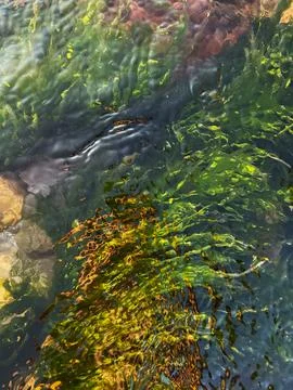 Abstract Water Texture With Algae Natural Background Stock-Fotos