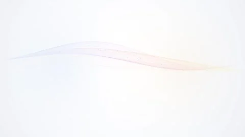 Abstract wave lines flowing with soft gradient colors on plain white motion.. 库存影片 347219825