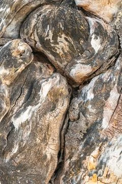 Abstract weathered tree bark texture with twisted natural wood patterns and.. Fotos Stock