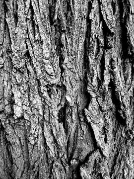 Abstract Weathered Tree Trunk Bark Organic Overlay Stock Photos
