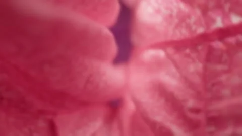 Abstract weaving of pink fabric 스톡 동영상 289442605