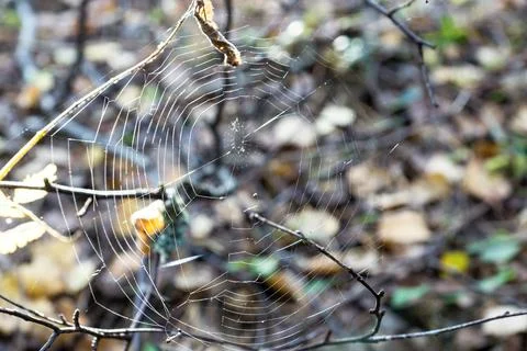 Abstract web on an indistinct background Stock Photos