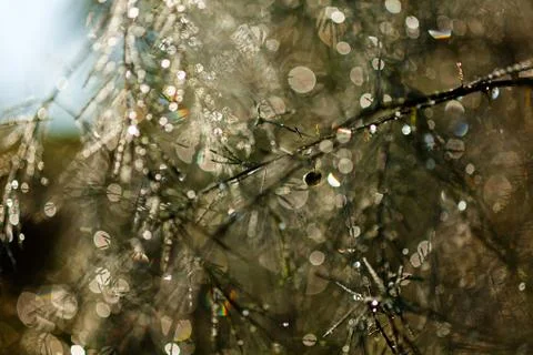Abstract wet branches Stock Photos
