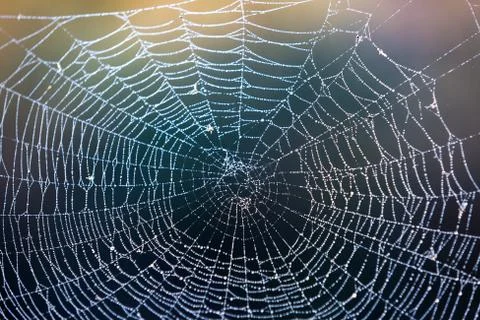 Abstract wet web 스톡 사진