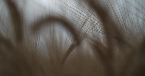 Abstract Wheat Slow Motion Push Field Stock Footage 114463215