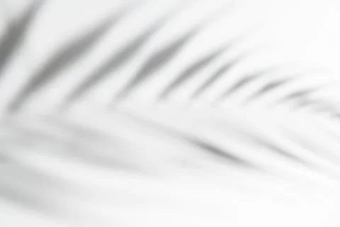 Abstract white clean background with shadow from palm or monstera leaves. Gray Stock Photos