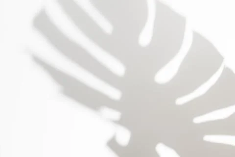 Abstract white clean background with shadow from palm or monstera leaves. Gray Stock Photos