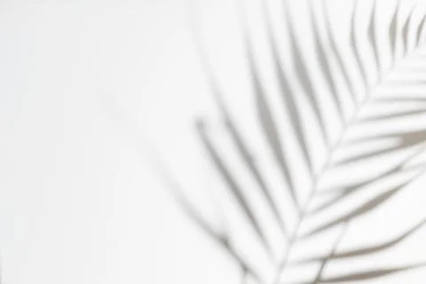 Abstract white clean background with shadow from palm or monstera leaves. Gray Stock Photos