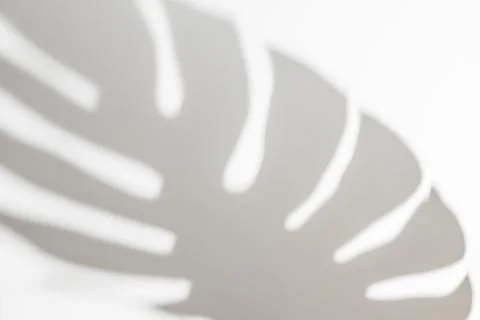 Abstract white clean background with shadow from palm or monstera leaves. Gray Foto stock
