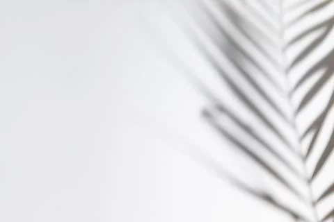 Abstract white clean background with shadow from palm or monstera leaves. Gray Foto stock