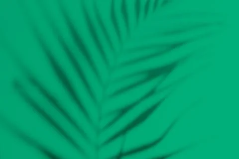 Abstract white clean background with shadow from palm or monstera leaves. Gray Stock Photos