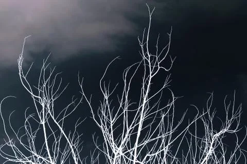 Abstract white dead tree with dark background Stock Photos