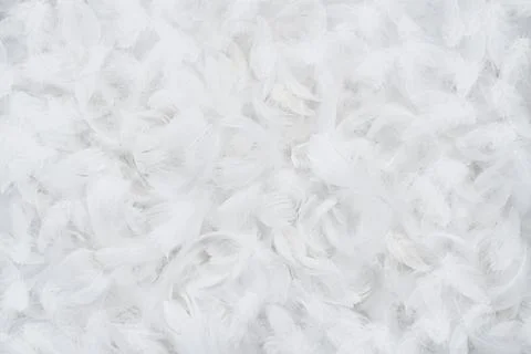 Abstract white feather background Stock Photos