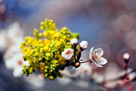 Abstract white flowers Stock Photos