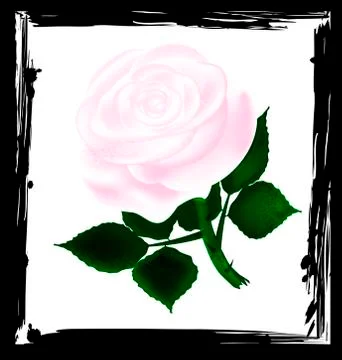 Abstract white rose Stock Illustration