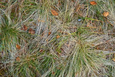Abstract wild forest grass for background Foto stock