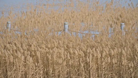 Abstract Wind Moving Reeds Desert Landscape B-Roll Stock-Footage 326019043