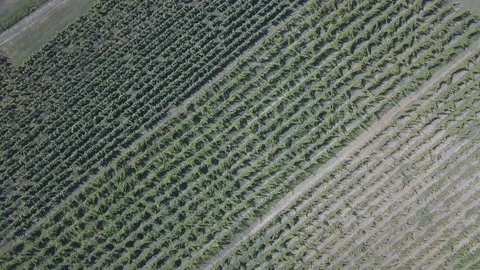Abstract Wine Vineyard Drone Shot Stock Footage 104115658