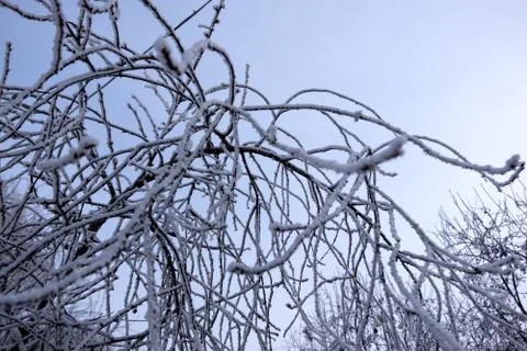Abstract winter background. Branches of trees covered with hoarfrost. Snow an Stock Photos