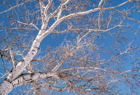 Abstract winter background with white tree on blue sky backdrop. Winter forest Stock Photos
