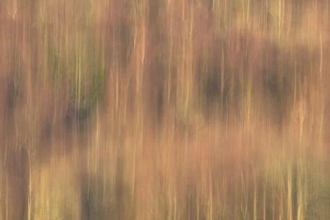 Abstract winter forest motion blur Stock Photos