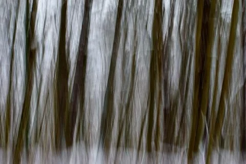 Abstract-Winter-Trees Stock Photos
