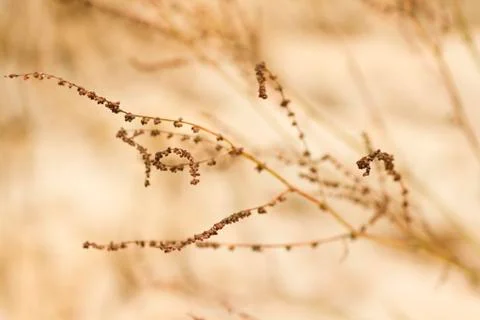 Abstract withered plant Stock Photos