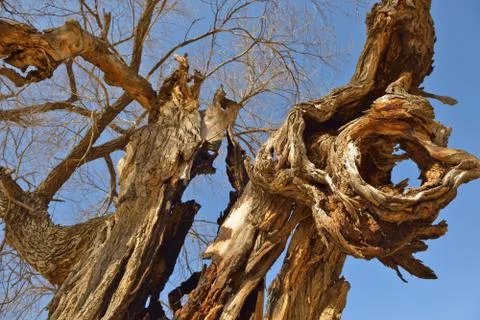 Abstract wood. Stock Photos