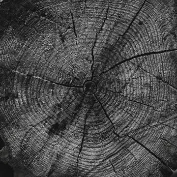 Abstract wooden background, circles patterns on the stump Stock Photos