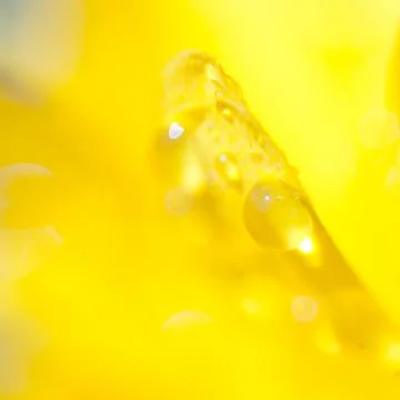 Abstract yellow background with drop Foto stock