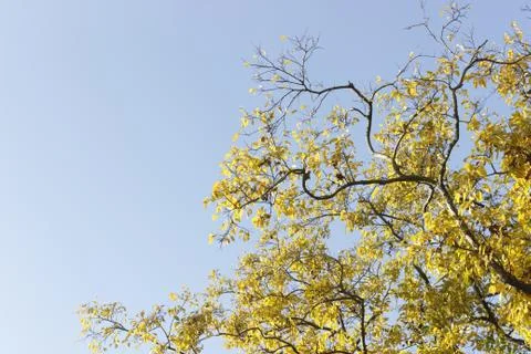 Abstract Yellow bloom ginko tree on blue sky Stock Photos