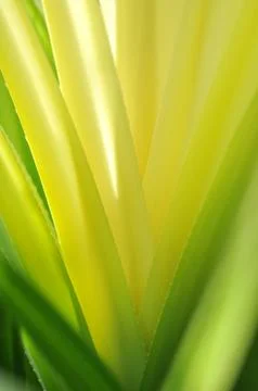 Abstract yellow cactus leaf Stock Photos