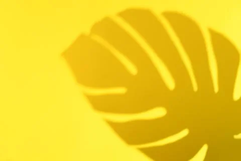 Abstract yellow clean background with shadow from monstera leaves. Gray shadow Stock Photos
