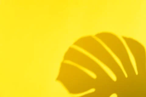 Abstract yellow clean background with shadow from monstera leaves. Gray shadow Stock Photos