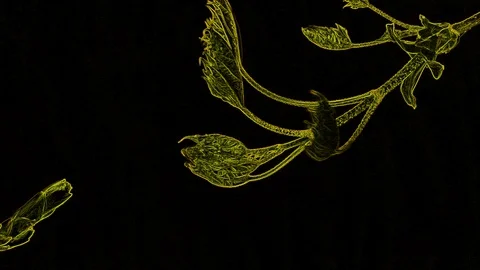 Abstract Yellow Leaf on a Black Background 库存影片 129289002