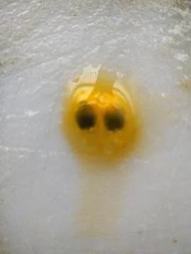 Abstract yellow-orange splatter pattern Fotos de archivo