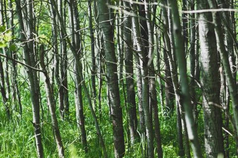 Abstract young tree forest background Stock Photos